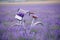 Classic bike stands in a field with lavender closeup