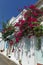 classic bougainvillea climbing a house, in Greece