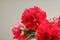 Classic bouquet of red peonies in a glass vase indoors, home decor