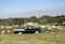 A classic car cruises along the 17 Mile drive near carmel at a classic car rally