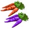 Classic carrot and purple colors one