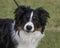 Classic Closeup Head Portrait of an Australian Shepherd Dog