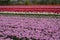 Classic colourful Dutch tulips fields on the outskirts of Amsterdam, Netherlands