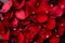 Classic dark background with red rose petals. A carpet of flowers