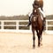 Classic Dressage horse. Portrait red horse in training. Equestrian sport. Front view. Sports stallion in the bridle. The