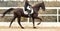 Classic Dressage horse in the test. Trot strengthening suspension phase. Equestrian sport. Sports stallion in the bridle