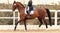 Classic Dressage horse in the test. Trot strengthening suspension phase. Equestrian sport. Sports stallion in the bridle