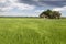 Classic Ebro delta landscape with its rice fields