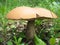 Classic Forest Mushroom