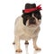 Classic french bulldog posing with a black hat