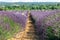 Classic French hybrid Lavender Grosso fragrant dark blue flower spikes vigorous growth habit. Vaucluse, Provence, France