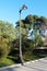 Classic iron lamppost of a light bulb surrounded by vegetation