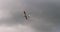 Classic light propeller planes flying in a sunny blue sky with white clouds