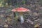 Classic mature fly agaric with distinctive feature - grooved han