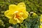 Classic narcissus plant