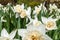 Classic narcissus plant