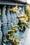 Classic old style balustrade with green ivy plants. Beautiful photography with ivy plant covering building.