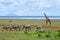 A classic out of Africa scene from Lake Manyara National Park