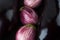 Classic and purple striped eggplants macro