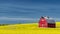 Classic red farm barn in a yellow field of Canola