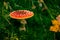 Classic red toadstool, Amanita muscaria mushrom in the autumn forest