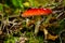 Classic red toadstool, Amanita muscaria mushrom in the autumn forest