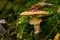 Classic red toadstool, Amanita muscaria mushrom in the autumn forest