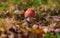 Classic red toadstool, Amanita muscaria mushrom in the autumn forest