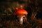 Classic red toadstool, Amanita muscaria mushrom in the autumn forest