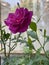 Classic Rose With Red Purple Flowers Photo