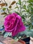 Classic Rose With Red Purple Flowers Photo