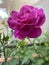 Classic Rose With Red Purple Flowers Photo