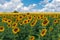 Classic rural landscape with sunflower fields