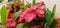 A classic shot of amazing red flowers with green leafs.