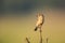 A classic Siberian stonechat perched scene