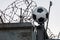 A classic soccer ball against a background of concrete fence, barbed wire and barbed tape. Closed Russian Football Club