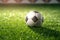 Classic soccer ball in sunset with typical black and white pattern, placed on stadium turf. Traditional football ball on