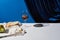 Classic still life with pear, red wine, baguette and Camembert cheese on white table near velour curtain isolated on blue