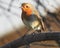 A classic symbol of Winter, the Robin Red Breast. UK