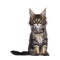 Classic tabby kitten on white background