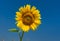 Classic Ukrainian symbol - sunflower