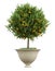 Classic vase with small orange tree - 3D Rendering