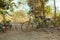 Classic vintage Bicycle in Angkor Wat temple Cambodia