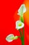 Classic white calla lilies against vibrant gradient background