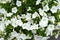 Classic white petunia flowers growing in Russian Far East