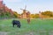 Classical dutch landscape, a green pasture with grazing highland cows and a windmill
