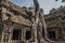 Classical picture of Ta Prohm Temple, tree roots growing over ru