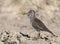 A classical portrait of a green sandpiper