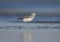 Classical portrait of greenshank with water reflection
