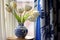 Classical still life with a blue white hand painted vase and tulips, blue curtains in the background